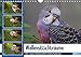 Wellensittichträume - Der neue Wellensittich-Naturkalender (Wandkalender 2017 DIN A4 quer): Ein wahrer Blickfang: Wunderschöne, naturnahe Aufnahmen ... (Monatskalender, 14 Seiten ) (CALVENDO Tiere) by