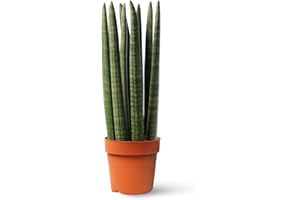 Sansevieria Cylindrica o Lanza Africana - Planta Natural Interior - April Plants - Altura: 25-30 cm