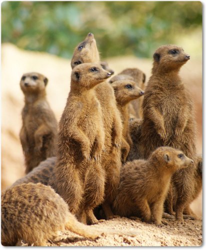 Mauspad / Mouse Pad aus Textil mit Rückseite aus Kautschuk rutschfest für alle Maustypen Motiv: Erdmännchen Gruppe [11]