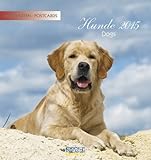 Hunde 2015: aufstellbarer Postkartenkalender by