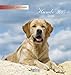Hunde 2015: aufstellbarer Postkartenkalender by