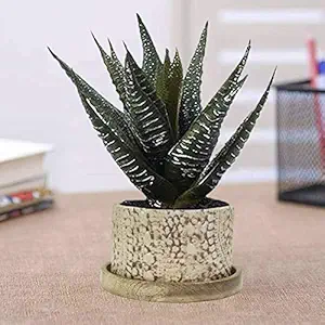 Lasaki Oxygen Small Marry Gold Ceramic Pots with Wooden Stand Plate for Indoor Plants Planters Flower pots Outdoor Succulent Pot(wp6)