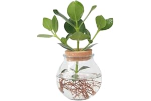 Plant in a Box - Clusia en verre - Hydroponique - Plante d'intérieur dans l'eau