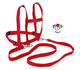 BLS 675-21 Laufleine Nylon, farbig - 2