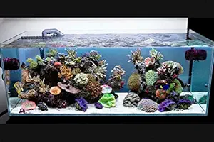 Parko 15 Litre Fish Tank Small Aquarium(Aquarium Tank Only) (Colour May Vary)(9x9x12 Inches)