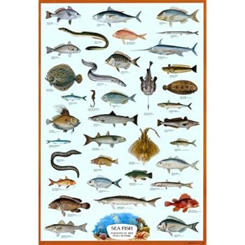 OLIKIUS Poster di dinosauri triassico, giurassico e cretaceo senza cornice, 61 x 40,6 cm