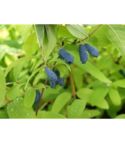 viola plant Johnny Jump Up Seeds (Viola tricolor) – Monticello Shop main image 0