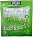 Produktbild Bioglan Superfoods Bio-Weizengraspulver, 1er Pack (1 x 100 g)