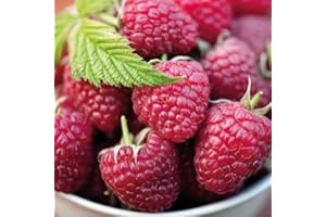 BAUMSCHULE WEDROWSKI W Herbstliche Rote Himbeere 2L Garten Pflanze mit Schönen Blüten - Die Perfekte Dekoration für Ihr Grundstück - Für Anfänger und Professionelle Gärtner - Leckeres und Gesundes Obst