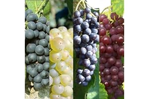 Carbeth Plants 3 x Grape Vine Plant Collection in 9cm Pots - Nurseryman’s Mixed Low Maintenance Hardy Outdoor Fruiting Vitis Plants Ready to Grow - Ideal for UK Gardens and Allotments