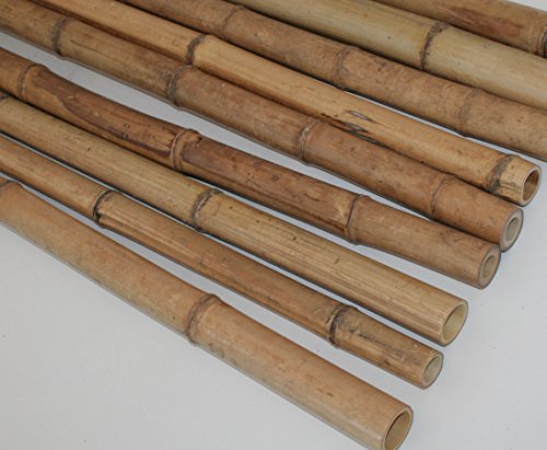 Bambusrohr Moso 200cm gelbbraun Durch. 2 bis 4cm, hitzebehandelt – Bambus Rohr Bambus Latten farbige Bambusrohre Bamboo Bambus Halbschale Bambusstangen –> großes Sortiment an Bambusrohre und Rohre aus Bambus Bambus-Rohre - 3