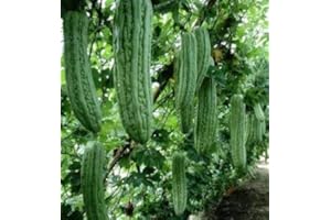 SVI Pinkdose 30 seeds bitter gourd seeds, Chinese Bitter Gourd