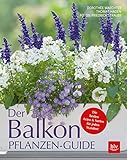 balkonpflanzen für bienen kaufen  Der Balkonpflanzen-Guide: Die besten Arten & Sorten für jeden Standort