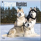 Siberian Huskies 2014 - Sibirische Huskies: Original BrownTrout-Kalender [Mehrsprachig] [Kalender] by 
