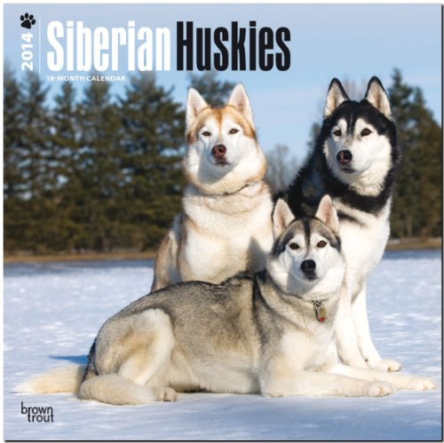Siberian Huskies 2014 - Sibirische Huskies: Original BrownTrout-Kalender [Mehrsprachig] [Kalender]