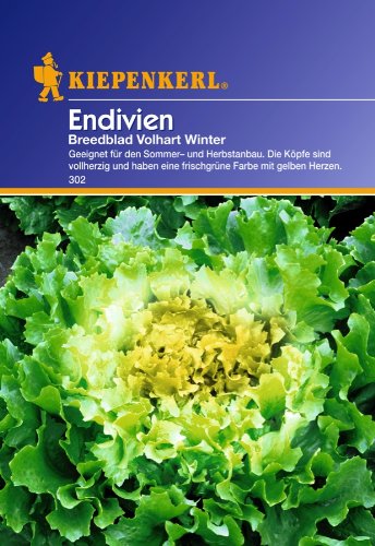 Endivien, 'Breedblad Vollhart Winte'