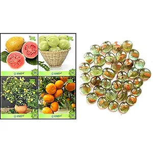 OhhSome Seeds For Gardening Combo Tree Seeds : Psidium Guava, Gooseberry, Citrus Seeds, Orange Fruit Kitchen Garden Pack + OhhSome Orange Shade Colour Milky Glass Pebbles 500Gm