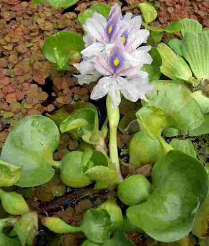3 XXL Wasserhyazinthe Schwimmpflanze für Gartenteich