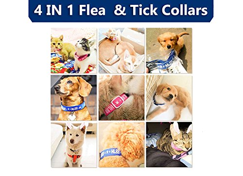 hlbb flea collar
