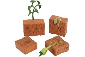 BYNYXI Modello di Ciclo di Crescita delle Piante, Ciclo di Vita delle Piante Germinazione del Fagiolo Mung Crescita delle Piante 4 Stadi Evoluzione Giocattoli Bambini Giocattoli Cognitivi Scienza