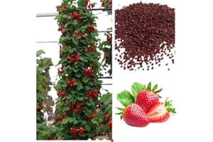GENERIC Be-Creative Climbing Strawberry Plant Seeds, Red Sweet Delicious Strawberries, Garden Balcony Terrace Fruit Plant Viable Seeds (5)