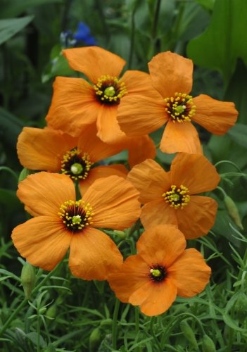 TROPICA - Wilder Feuermohn ( Stylomecon heteropyhllum-Copper Queen ) - 20 Samen