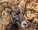 Produktbild 3D Tier Bighorn Ram Closeup Malen Nach Zahlen DIY Moderne Wandkunst Bild Oder Erwachsene Kinder Anfänger Acrylfarbe Auf Leinwand Handgemalt Home Decoration Geschenk 40X50Cm Rahmenlos