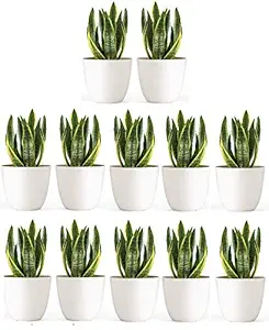 Frackson Flower Pot with Bottom Tray Set - Home Garden Office Plant Balcony Flowering Planter White (Pack of 12)