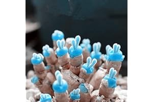 Haloppe 100 Pcs Monilaria Obconica Plantes Graines pour La Plantation De Jardin À La Maison, Monilaria Obconica Graines Succulentes Forme De Lapin Bonsaï Plante Décor À La Maison Bleu