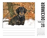 Image de Just Dachshunds 2017 Calendar