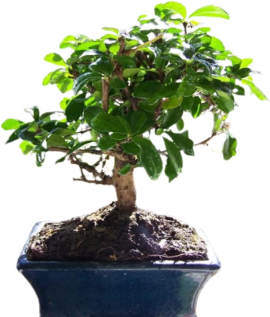 Verdecora Bonsai 5 años | En maceta de cerámica de 15x10x5cm (Carmona)