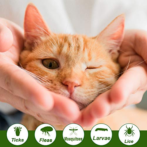SCENEREAL-Collier-Anti-puces-et-tiques-pour-Chat-8-Mois-de-Protection-rglable-pour-Chatons-Chiots-et-Petits-Animaux-domestiques