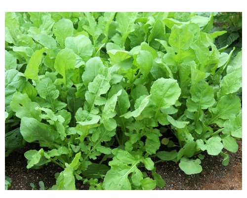 Salatrucola - Klassische Rucola - Salat - 1000 Samen
