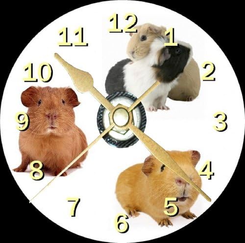 Guinea Pig Novelty Cd Clock + Free Desktop Stand