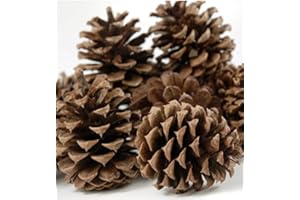 VANVENE DFS 1KG Natural Fir Pine Austriaca Cones Florist Xmas Wreaths Garlands Wedding Christmas