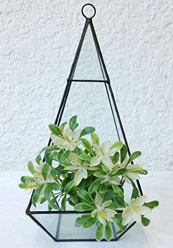 Ultra 12x12x23.7cm Premium Qualität Glas Terrarium Dreieck mit Reifen und Cut-off Rand ideal für Moos und Pflanzen oder Dekorationen (12x12x23.7cm) - 3