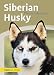 Produktbild Siberian Husky