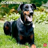 Dobermans 2013 - Dobermann - International - Original BrownTrout-Kalender by 