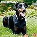 Dobermans 2013 - Dobermann - International - Original BrownTrout-Kalender by 