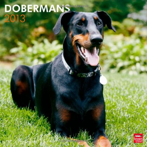 Dobermans 2013 - Dobermann - International - Original BrownTrout-Kalender