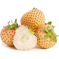 20 Snow White Erdbeerpflanzen (Weiße Erdbeere) - Frigo Pflanzen - Pflanzzeit: März/April - Ernte: Juni…