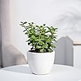 Ugaoo Good Luck Jade Plant with White Apple Ceramic Pot - 4 Inch