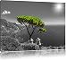 Produktbild Mediteraner Baum am Mittelmeer schwarz/weiß Format: 80x60 auf Leinwand, XXL riesige Bilder fertig gerahmt mit Keilrahmen, Kunstdruck auf Wandbild mit Rahmen, günstiger als Gemälde oder Ölbild, kein Poster oder Plakat