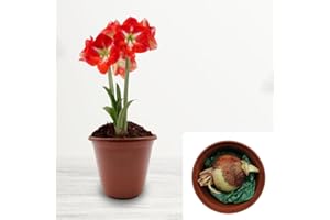BOTANICAL BLISS Amaryllis Hippeastrum Gift Set with Pot and Compost – Cultivated for UK Climate Conditions – Includes Plastic Pot and Potting Soil (1 x Striped)