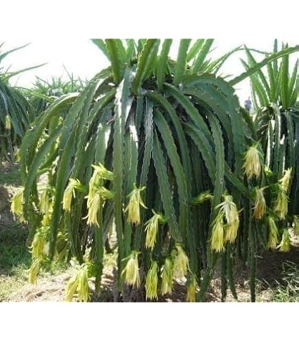 Drachenfrucht Hylocereus monacanthus Pflanze ca.120-140cm, Pitaya Pitahaya  Kaktus : Amazon.de: Garten
