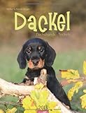 Dackel 2013 / Dachshunds 2013 / Teckels 2013 by 