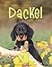 Dackel 2013 / Dachshunds 2013 / Teckels 2013 by 