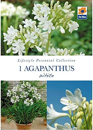 Pack of Lifestyle Perennial Collection Bulbs - 1 Agapanthus White