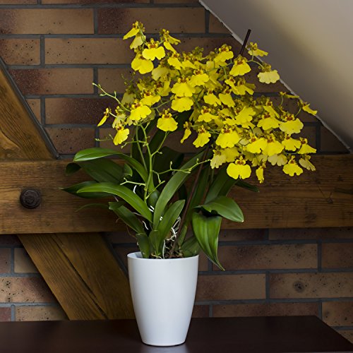 Blumentopf weiss Orchideen Topf h-165 Fensterbanktopf ø133 Zimmerpflanzen - 3