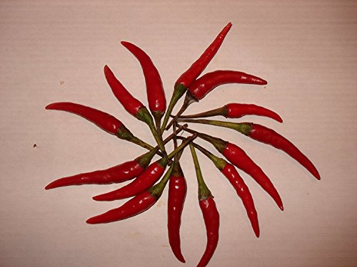 Thai-Chili (Zipfelmützenchili) 20 Samen